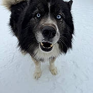 Odin joined the competition — help win amazing prizes! dog, snow, close_up, blue_eyes, fluffy, black_and_white, outdoor, pet, animal, friendly, curious, winter, canine, fur, tail, nose, mouth, standing, portrait, daylight