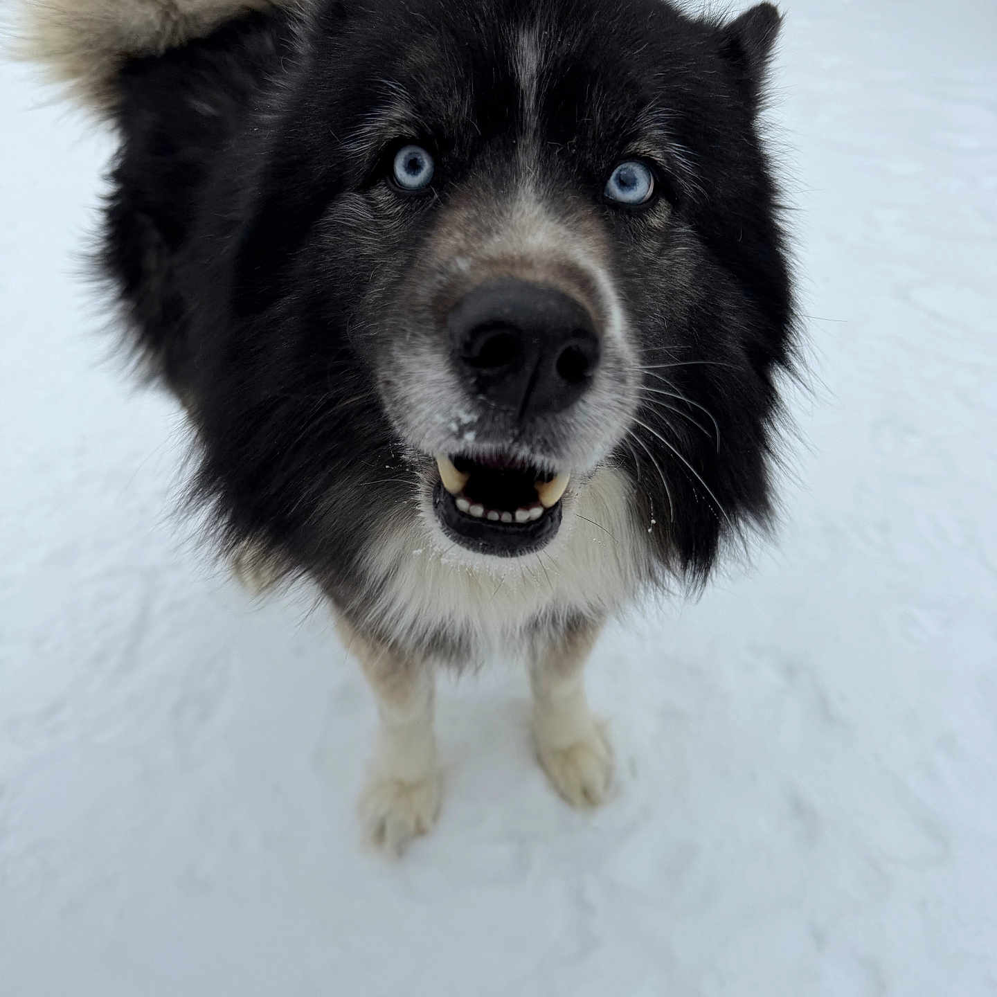 Odin joined the competition — help win amazing prizes! dog, snow, close_up, blue_eyes, fluffy, black_and_white, outdoor, pet, animal, friendly, curious, winter, canine, fur, tail, nose, mouth, standing, portrait, daylight