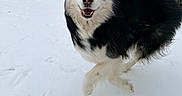 Loki is registered to the contest to win money with this photo: dog, husky, snow, outdoor, pet, animal, blue_eyes, fur, playful, running, winter, backyard, fence, canine, mammal, active, happy, nature, cute, portrait