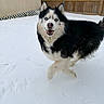 dog, husky, snow, outdoor, pet, animal, blue_eyes, fur, playful, running, winter, backyard, fence, canine, mammal, active, happy, nature, cute, portrait