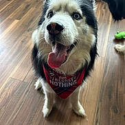 Loki is registered to the contest to win money with this photo: dog, happy, tongue_out, bandana, indoor, wooden_floor, pet_toys, dog_bowls, black_and_white, fluffy, sitting, cheerful, close_up, pet_accessory, animal, canine, domestic_animal, playful, fur, companion