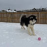 dog, snow, ball, outdoor, fence, playful, pet, winter, fluffy, black_and_white, canine, yard, grassless, toy, animal, nature, cold, overcast, quiet, focused