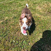 Aribo a rejoint le concours — aidez-le/la à gagner de superbes lots ! puppy, dog, grass, outdoor, sunlight, tongue_out, blue_eyes, pet, animal, playing, happy, nature, summer, young, mammal, cute, walking, fur, ears, shadow