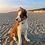 Aribo a rejoint le concours — aidez-le/la à gagner de superbes lots ! puppy, dog, beach, sand, sunset, outdoor, animal, young_dog, fur, ears, collar, tongue, sky, clouds, distant_buildings, nature, sunlight, cute, pet, landscape
