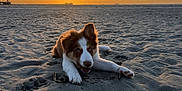 Aribo a rejoint le concours — aidez-le/la à gagner de superbes lots ! puppy, dog, beach, sand, sunset, sun, sky, clouds, water, sea, animal, outdoor, nature, pet, mammal, young, playful, relaxing, golden_hour, scenic