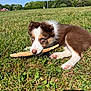 Aribo a rejoint le concours — aidez-le/la à gagner de superbes lots ! puppy, dog, grass, stick, blue_eyes, outdoor, sunny, field, nature, playful, animal, canine, close_up, pet, young_dog, fur, greenery, summer, daylight, relaxing