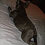Memphis joined the competition — help win amazing prizes! dog, bed, sleeping, ears, pet, animal, fur, canine, resting, indoors, blanket, cute, lying_down, paw, back_view, cozy, domestic, relaxed, mammal, companion