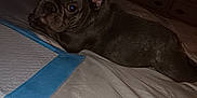 Memphis joined the competition — help win amazing prizes! dog, french_bulldog, puppy, bed, indoor, pet, animal, resting, looking_back, curious, ears, black_fur, blanket, furniture, television, darker_lighting, room, domestic, cute, companion