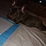 dog, french_bulldog, puppy, bed, indoor, pet, animal, resting, looking_back, curious, ears, black_fur, blanket, furniture, television, darker_lighting, room, domestic, cute, companion