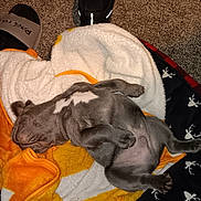 Memphis joined the competition — help win amazing prizes! puppy, sleeping, blanket, orange, white, gray, carpet, paw, fur, cute, pet, cozy, indoors, relaxed, animal, young, dog, resting, soft, comfort