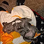 puppy, sleeping, blanket, orange, white, gray, carpet, paw, fur, cute, pet, cozy, indoors, relaxed, animal, young, dog, resting, soft, comfort