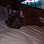 Memphis joined the competition — help win amazing prizes! dog, french_bulldog, bed, blanket, indoor, pet, resting, sleepy, canine, fur, ears, face, animal, television, video_call, person_on_screen, furniture, room, cozy, night