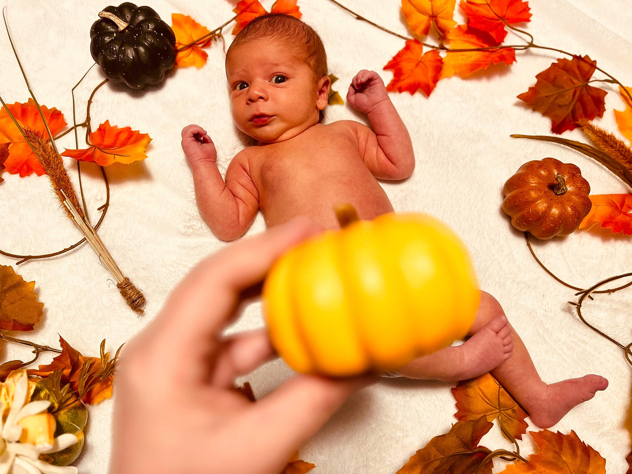 Caleb joined the competition — help win amazing prizes! baby, calabaza, child, cucurbita, gourd, happy, head, leaf, nail, natural_foods, orange, people_in_nature, person, plant, pumpkin, squash, toddler, twig, vegetable, winter_squash