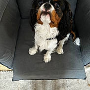 Ani participe au concours pour gagner de l'argent avec cette photo : dog, cavalier_king_charles_spaniel, pet, cushion, chair, indoor, fur, black, white, brown, cute, looking_up, sitting, ears, face, eyes, nose, tail, carpet, home