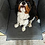 dog, cavalier_king_charles_spaniel, pet, cushion, chair, indoor, fur, black, white, brown, cute, looking_up, sitting, ears, face, eyes, nose, tail, carpet, home