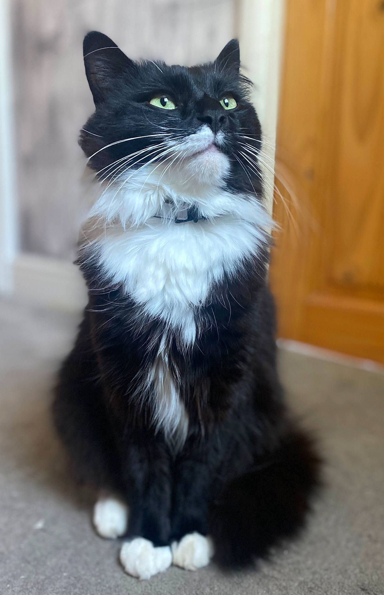 Boo is registered to the contest to win money with this photo: black_cat, carnivore, cat, claw, domestic_short_haired_cat, eye, felidae, fur, paw, sitting, small_to_medium_sized_cats, snout, tail, terrestrial_animal, whiskers, window