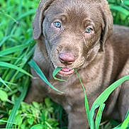 Marlie is registered to the contest to win money with this photo: adorable, animal, canine, chocolate_labrador, close_up, cute, dog, ears, eyes, fur, grass, greenery, mouth, muzzle, nature, outdoor, pet, playful, puppy, young