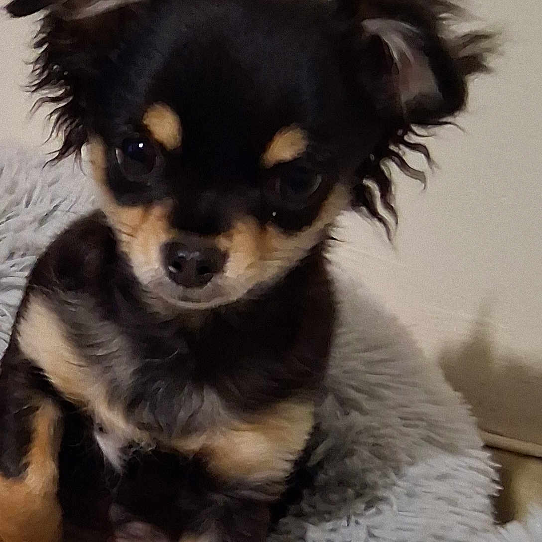 Asko participe au concours pour gagner de l'argent avec cette photo : animal, black_and_tan, blanket, chihuahua, cozy, cute, dog, ears, eyes, fluffy, fur, indoor, nose, pet, portrait, puppy, resting, small_dog, snuggle, young