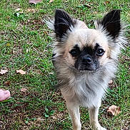 Orion a rejoint le concours — aidez-le/la à gagner de superbes lots ! dog, small_dog, fluffy, ears, grass, outdoor, leaf, pet, animal, cute, standing, looking, nature, curious, canine, fur, muzzle, ground, daylight, foot