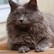 Marcel participe au concours pour gagner de l'argent avec cette photo : cat, fluffy, grey, green_eyes, pet, animal, feline, relaxed, lounging, wooden_surface, close_up, portrait, indoor, soft_focus, fur, whiskers, ears, paws, cute, calm
