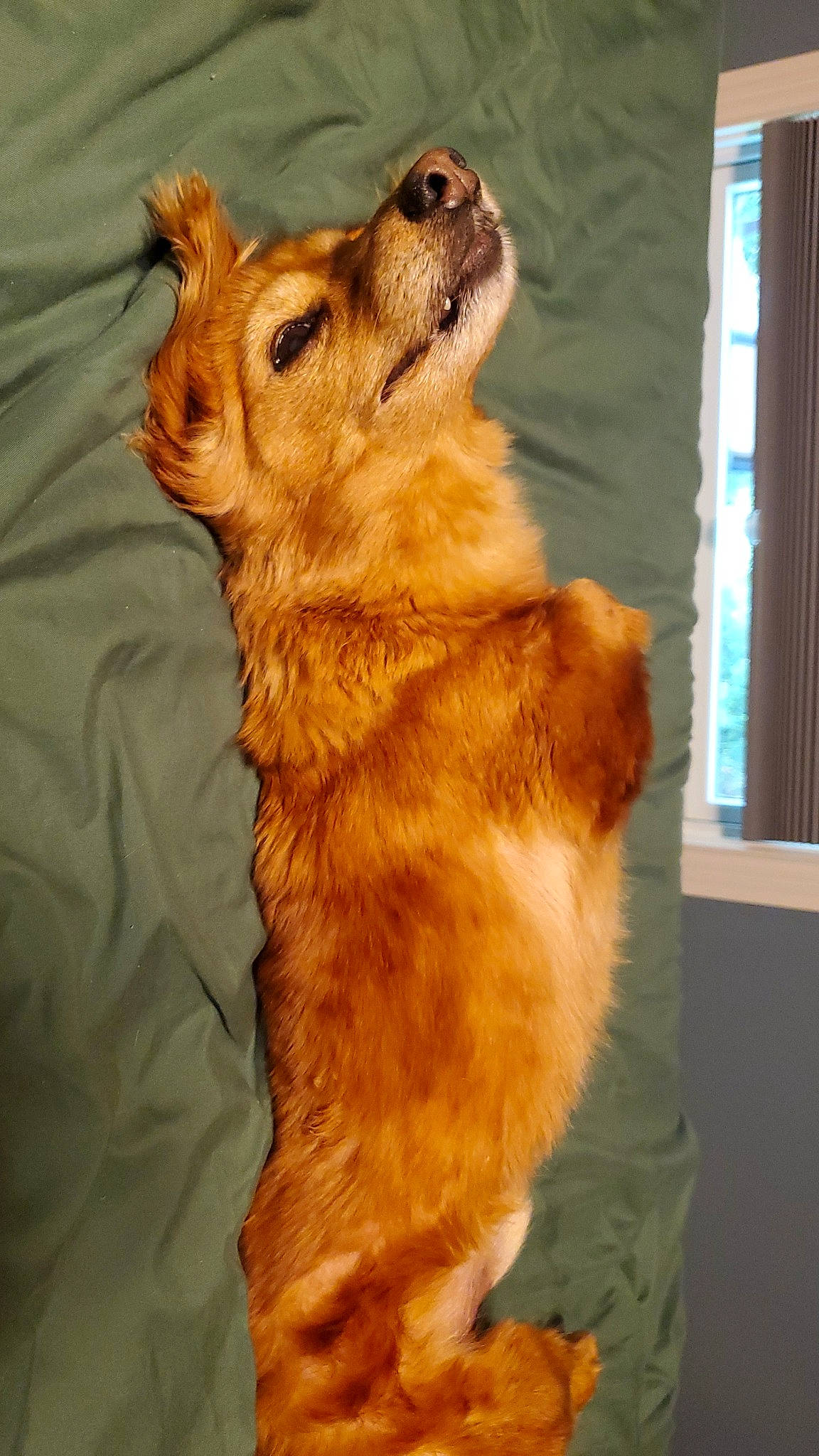 Sally joined the competition — help win amazing prizes! canidae, carnivore, companion_dog, dog, dog_breed, dog_supply, fawn, flooring, fur, liver, paw, pet_supply, snout, sporting_group, tail, whiskers, window, wood, working_animal, working_dog