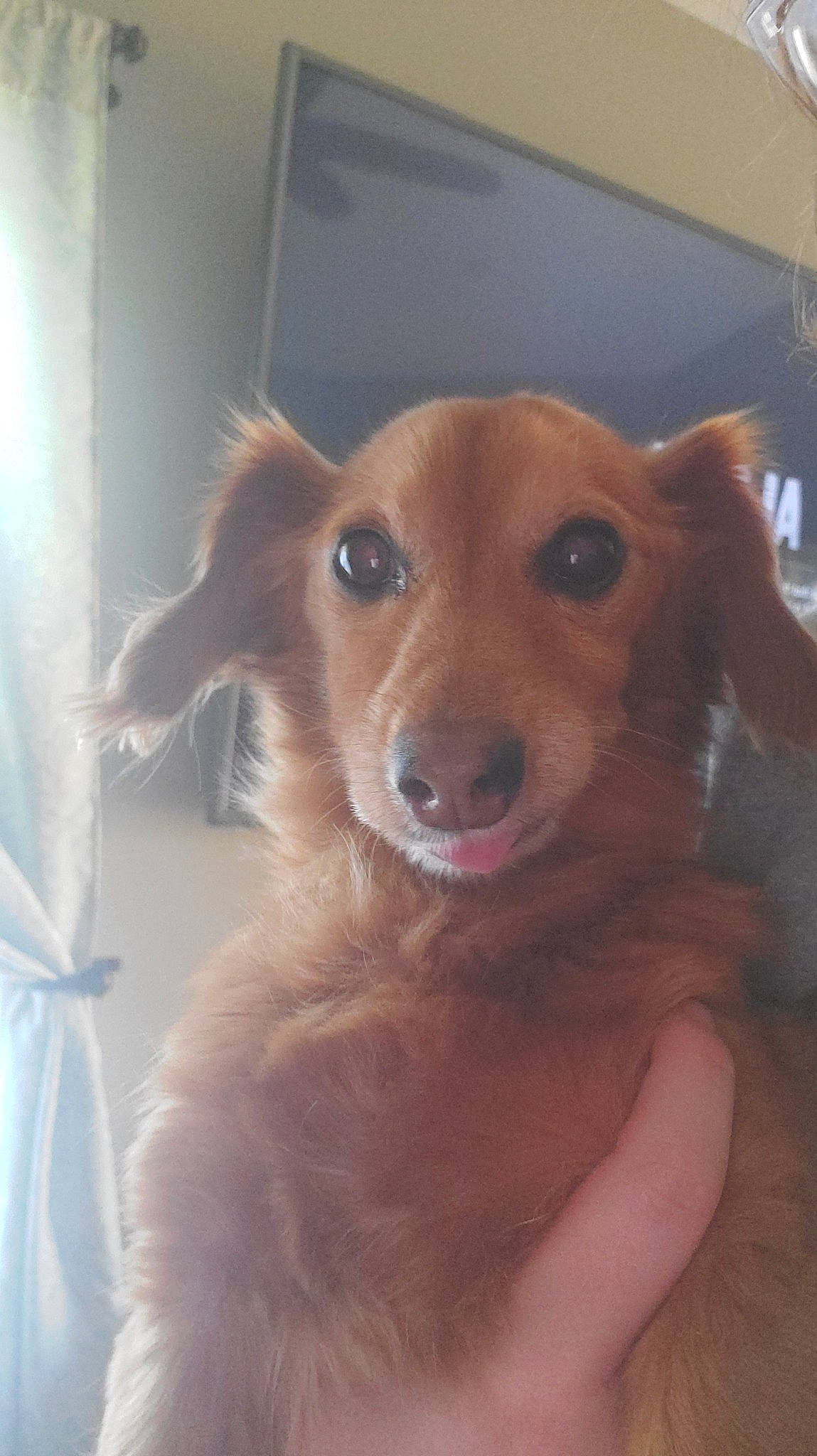 Sally joined the competition — help win amazing prizes! canidae, carnivore, companion_dog, dog, dog_breed, dog_supply, ear, fawn, fur, human_body, liver, pet_supply, snout, sporting_group, whiskers, working_animal