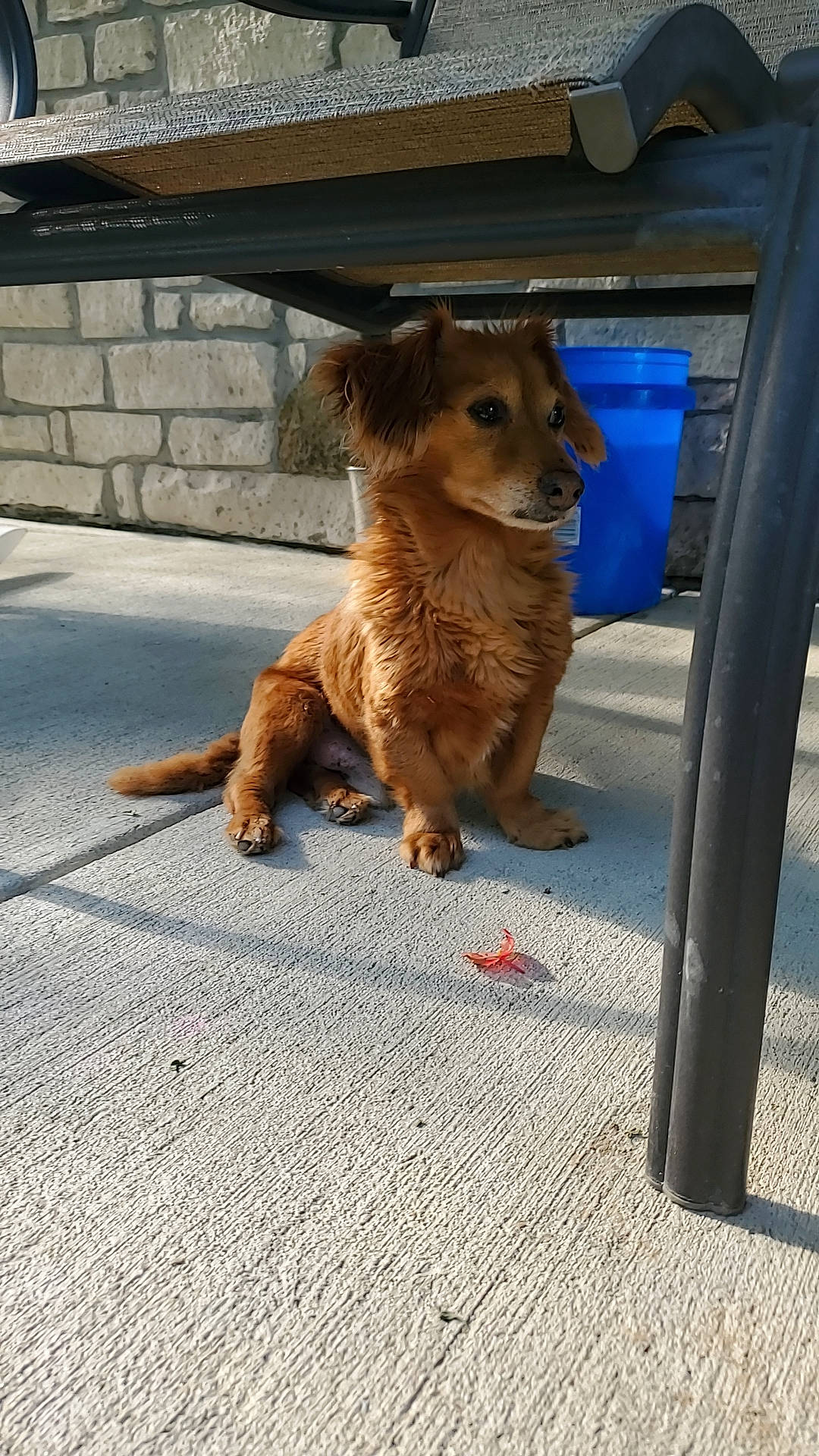 Sally joined the competition — help win amazing prizes! asphalt, canidae, carnivore, companion_dog, dog, dog_breed, door, fawn, felidae, flooring, fur, road, road_surface, sidewalk, small_to_medium_sized_cats, snout, sporting_group, tail, whiskers, wood