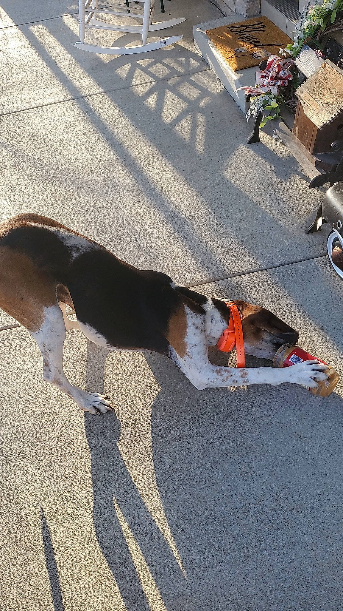 Bruce joined the competition — help win amazing prizes! asphalt, city, concrete, dog, dog_breed, eyewear, fashion_accessory, flooring, human_leg, leash, pedestrian, road, road_surface, shadow, sidewalk, sporting_group, street, sunglasses, tail, tree