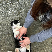 Scooter joined the competition — help win amazing prizes! animal, black_and_white, casual, cat, cute, fur, gravel, gray_sleeves, hair, hands, interaction, outdoor, paws, person, pet, playing, relaxed, skirt, tickling, white_sneakers