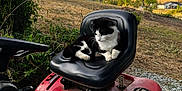 Scooter joined the competition — help win amazing prizes! animal, black_and_white, cat, cloud, daytime, farm, field, grass, hill, lawn_mower, nature, outdoor, pet, relaxing, rural, scenic, seat, sky, vegetation, vehicle