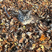Nemo joined the competition — help win amazing prizes! cat, animal, autumn, leaves, outdoor, nature, fall, brown, yellow, grass, pet, feline, wildlife, leaf_pile, camouflage, quiet, relaxed, person, daylight, season