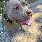 Buddy joined the competition — help win amazing prizes! dog, pitbull, panting, tongue_out, collar, chain, outdoor, concrete, sunlight, pet, canine, animal, brown_coat, close_up, happy, leash, grass, nature, daytime, side_view