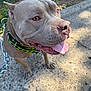 dog, pitbull, panting, tongue_out, collar, chain, outdoor, concrete, sunlight, pet, canine, animal, brown_coat, close_up, happy, leash, grass, nature, daytime, side_view