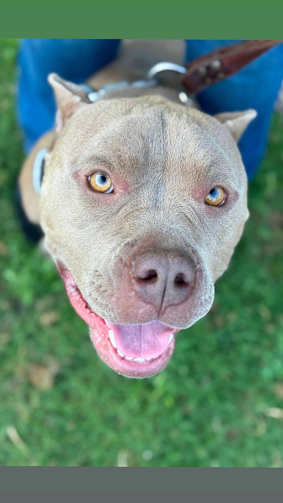 Buddy