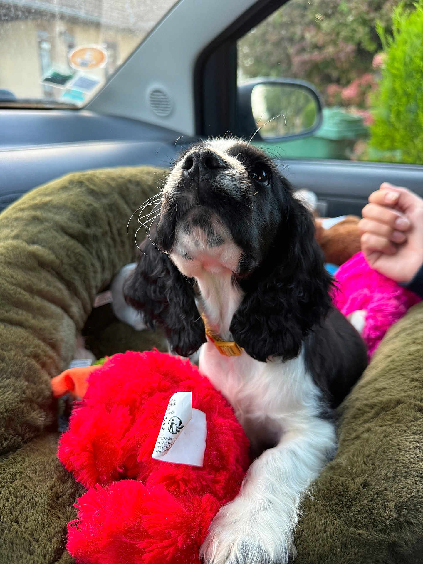 Ange a rejoint le concours — aidez-le/la à gagner de superbes lots ! puppy, dog, car_interior, plush_toy, red_toy, pet_bed, black_and_white, curious, cozy, car_seat, hand, fur, whiskers, collar, window, greenery, reflection, soft_texture, indoors, cute