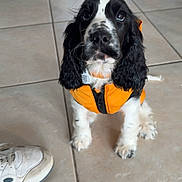 Ange a rejoint le concours — aidez-le/la à gagner de superbes lots ! puppy, dog, black_and_white, orange_jacket, tile_floor, shoe, pet, indoor, cute, small_dog, animal, fur, ears, collar, sitting, looking_up, whiskers, paw, domestic, companion