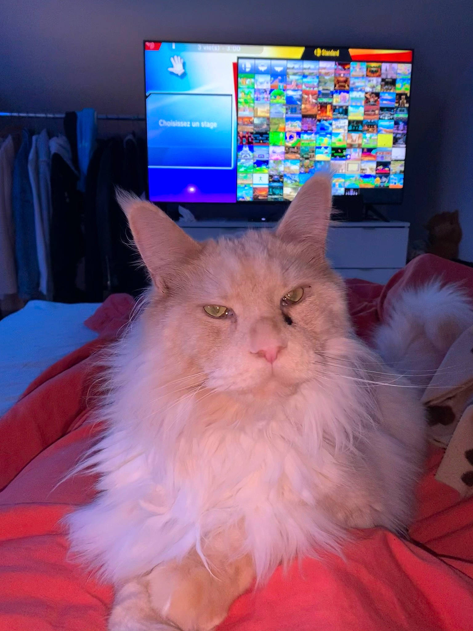 Simsim participe au concours pour gagner de l'argent avec cette photo : carnivore, cat, computer, display_device, domestic_short_haired_cat, electric_blue, fawn, felidae, flat_panel_display, fur, iris, led_backlit_lcd_display, peripheral, personal_computer, plant, room, small_to_medium_sized_cats, tail, television, whiskers