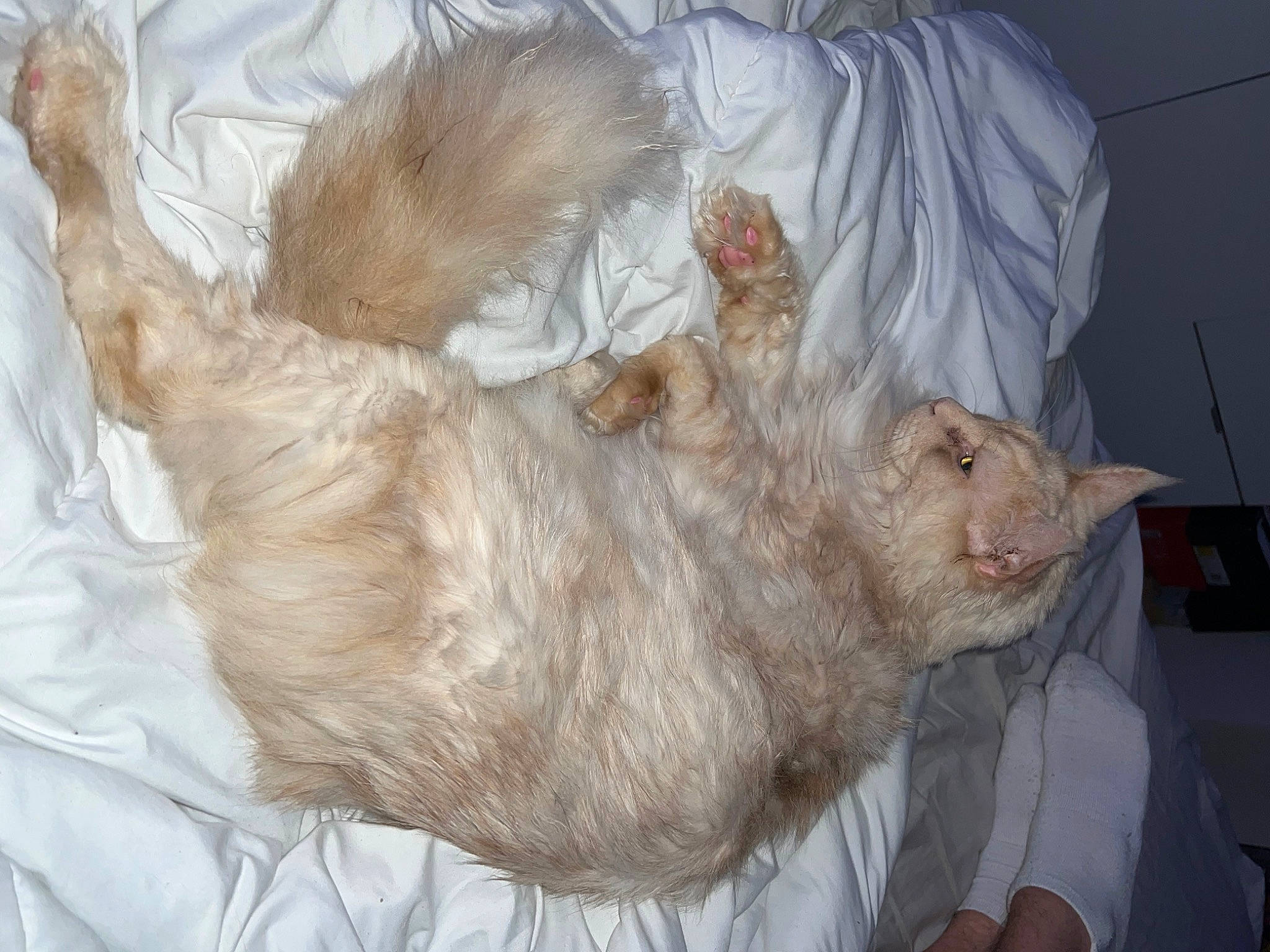 Simsim participe au concours pour gagner de l'argent avec cette photo : animal_shelter, canidae, carnivore, cat, claw, comfort, dog_breed, domestic_short_haired_cat, duvet, fawn, felidae, fur, nap, paw, sleep, small_to_medium_sized_cats, snout, tail, whiskers