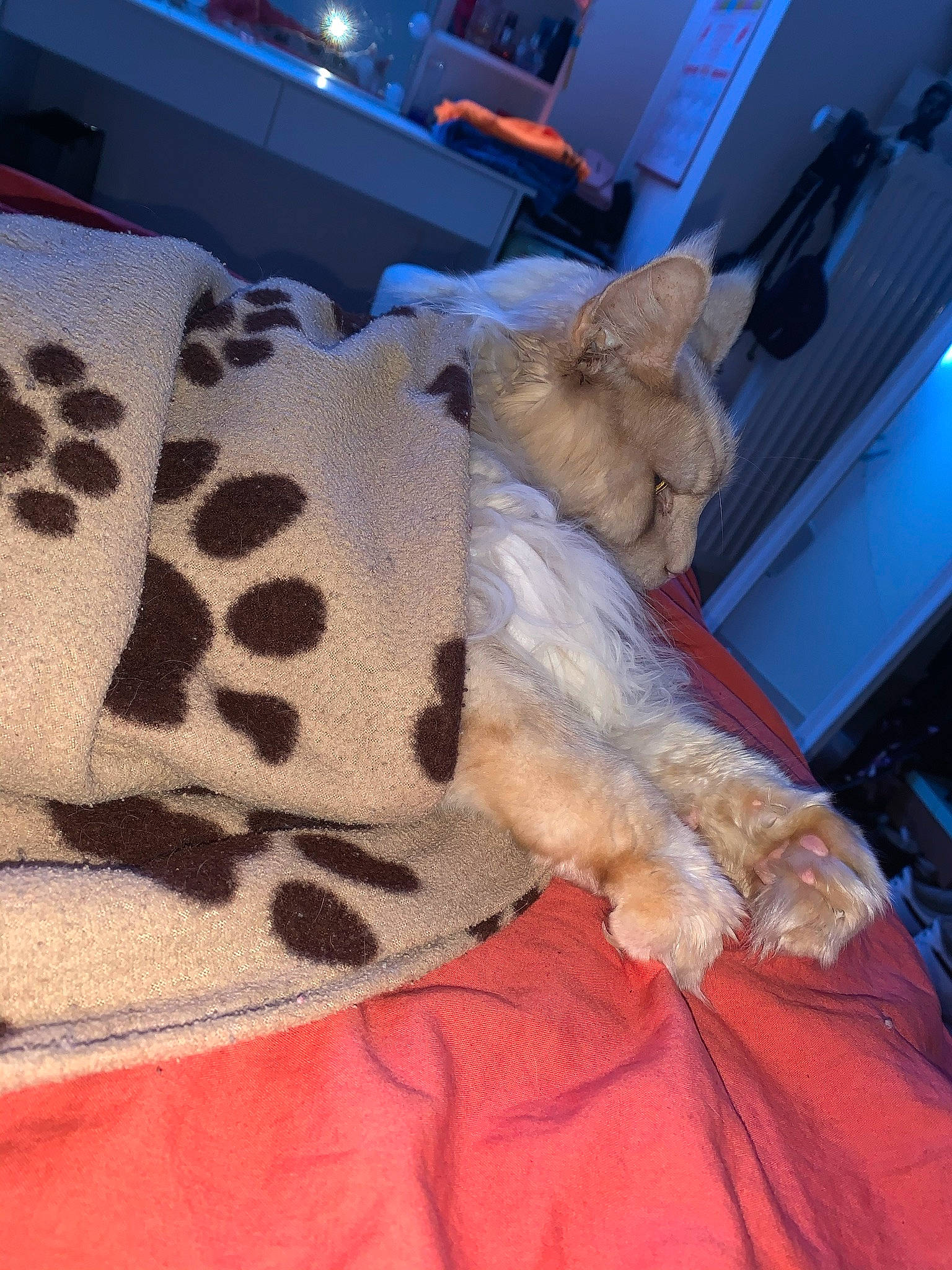 Simsim a rejoint le concours — aidez-le/la à gagner de superbes lots ! bed, bed_sheet, bedding, carnivore, comfort, companion_dog, couch, dog, dog_breed, fawn, felidae, fur, linens, mammal, pattern, sleeve, small_to_medium_sized_cats, stuffed_toy, vertebrate, whiskers