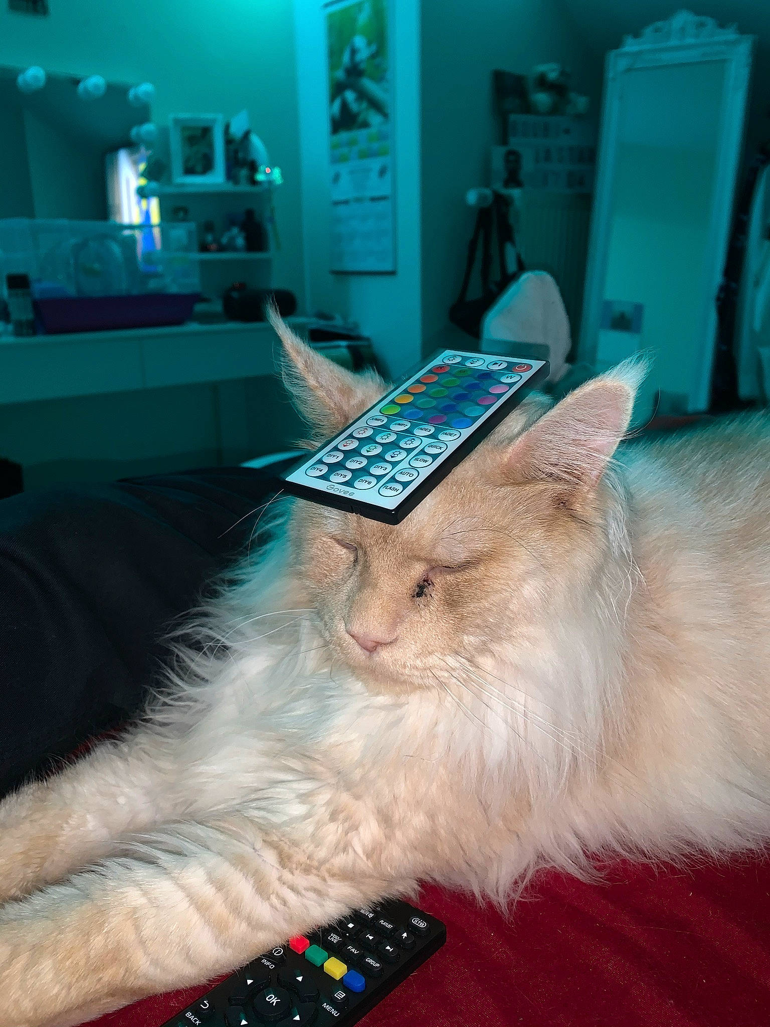 Simsim participe au concours pour gagner de l'argent avec cette photo : blue, carnivore, cat, companion_dog, door, electric_blue, fawn, feather, felidae, foot, fur, green, human_leg, nail, paw, room, siamese, small_to_medium_sized_cats, tail, whiskers