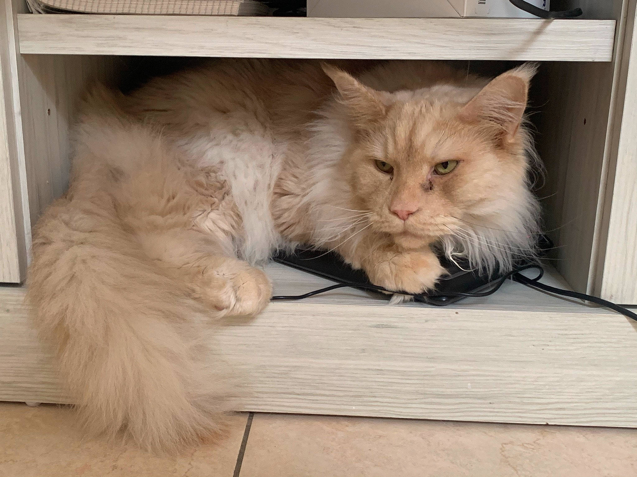 Simsim a rejoint le concours — aidez-le/la à gagner de superbes lots ! box, british_longhair, carnivore, cat, claw, comfort, domestic_short_haired_cat, fawn, felidae, flooring, fur, hardwood, paw, persian, small_to_medium_sized_cats, snout, tail, whiskers, window, wood