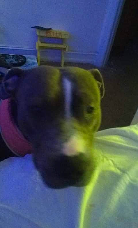 Bella joined the competition — help win amazing prizes! canidae, carnivore, cloud, comfort, companion_dog, dog, dog_breed, ear, electric_blue, fawn, felidae, gadget, jaw, selfie, snout, sporting_group, tail, toy_dog, whiskers, working_animal