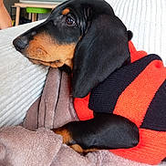 Dumbo participe au concours pour gagner de l'argent avec cette photo : dog, dachshund, small_dog, black_and_tan, long_body, short_legs, floppy_ears, wearing_sweater, red_sweater, black_sweater, cozy, blanket, couch, indoors, pet, cute, relaxed, lying_down, close_up, portrait