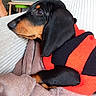 dog, dachshund, small_dog, black_and_tan, long_body, short_legs, floppy_ears, wearing_sweater, red_sweater, black_sweater, cozy, blanket, couch, indoors, pet, cute, relaxed, lying_down, close_up, portrait