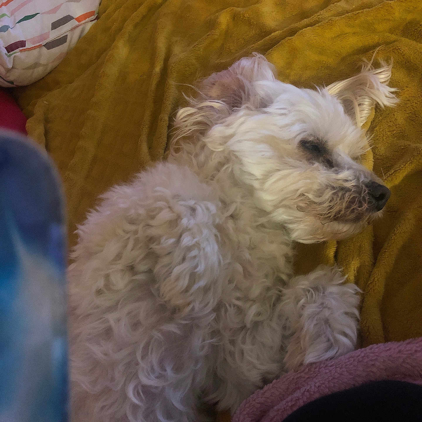 Loulou participe au concours pour gagner de l'argent avec cette photo : animal, blanket, calm, comfort, companion, cozy, curly_fur, cute, cute_pet, dog, domestic, fur, indoor, nap, pet, relaxation, resting, sleeping, soft_texture, white_dog