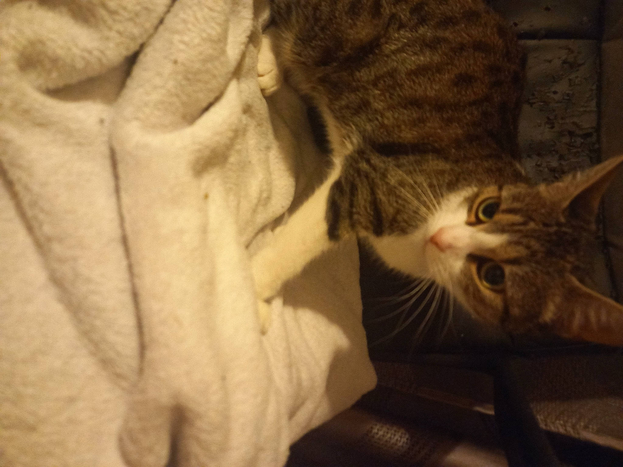 Minie a rejoint le concours — aidez-le/la à gagner de superbes lots ! carnivore, cat, claw, comfort, darkness, domestic_short_haired_cat, ear, felidae, fur, gesture, grey, monochrome, paw, small_to_medium_sized_cats, snout, tail, tree, whiskers, window, wood