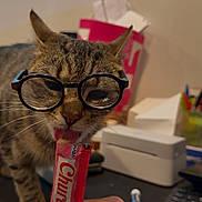 Cheetara is registered to the contest to win money with this photo: bokeh, cat, close_up, cup, desk, feline, glasses, hand, human_hand, indoor, keyboard, office_supplies, package, pen_holder, pet, printer, tabby_cat, tongue, treat, whiskers