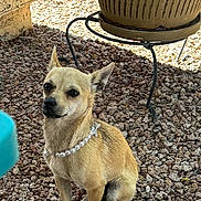 Blu joined the competition — help win amazing prizes! dog, small_dog, pearl_necklace, gravel, outdoor, plant_pot, decorative_pot, metal_stand, curious, sitting, tan_fur, ears_up, pet, animal, companion, quiet, texture, sunlight, natural_light, background