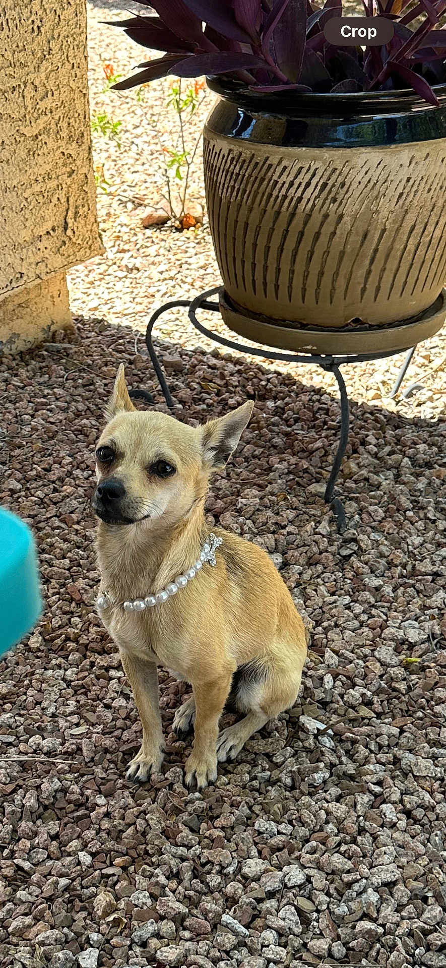 Blu joined the competition — help win amazing prizes! dog, small_dog, pearl_necklace, gravel, outdoor, plant_pot, decorative_pot, metal_stand, curious, sitting, tan_fur, ears_up, pet, animal, companion, quiet, texture, sunlight, natural_light, background