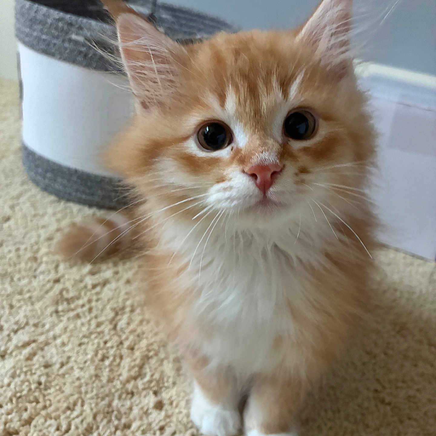 Simba is registered to the contest to win money with this photo: kitten, cat, orange_cat, white_paws, fluffy, pet, indoor, carpet, whiskers, cute, animal, feline, young_cat, closeup, curious, ears, nose, soft_light, basket, background_blur